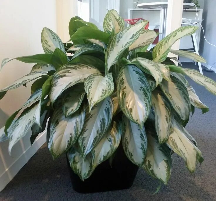 Карнавал аглаонема фото Aglaonema Silver Bay Plant care houseplant, Sansevieria plant, Flowering house p