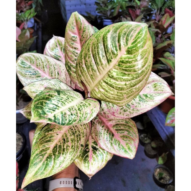 Карнавал аглаонема фото Harga Aglaonema RED Terbaru November 2023 BigGo Indonesia