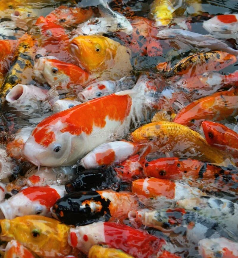 Карп декоративный фото Large Accumulation of Multicolored Decorative Koi Carps in the P Stock Photo - I