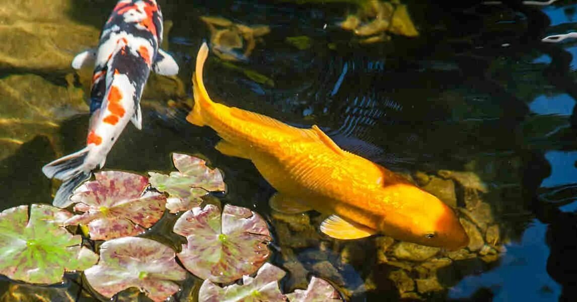 Карп декоративный фото Best & Easiest Fish Varieties to Stock a Backyard Pond With Fish ponds backyard,