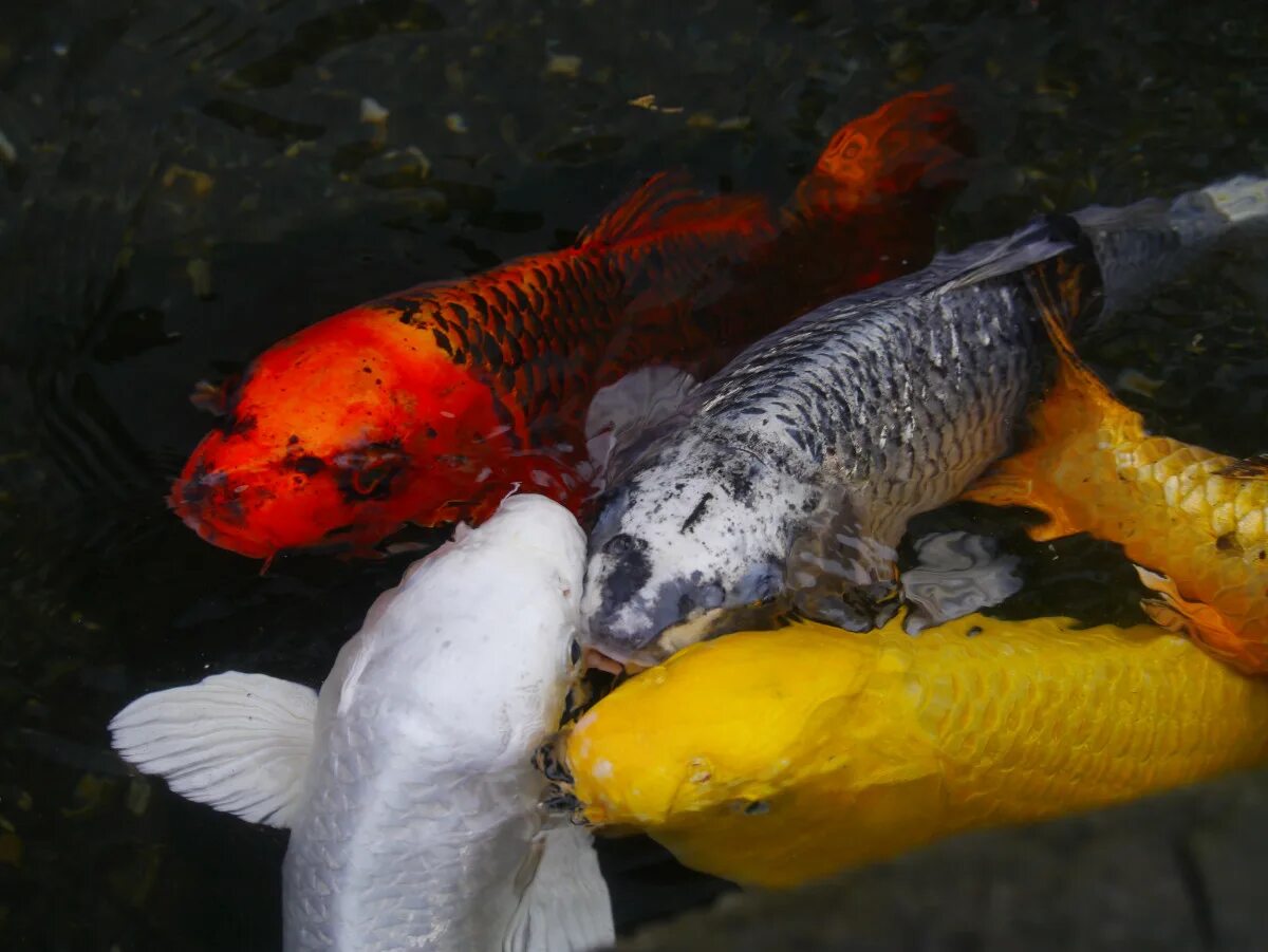 Карп декоративный фото Free Images : water, pond, orange, golden, scale, fauna, gold, silver, goldfish,