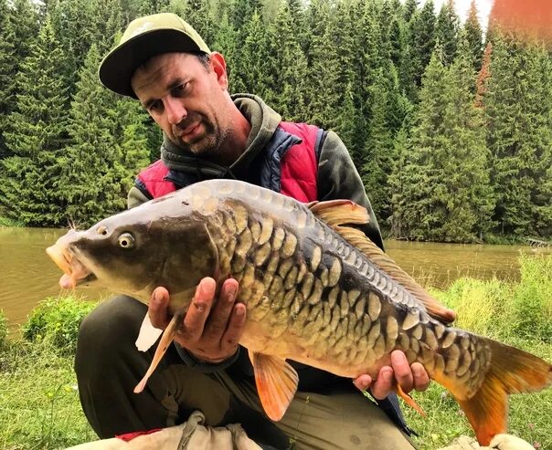 Карп дикий фото Команда Carp Hunter в сотрудничестве с прудом Нижние Кивары принимает заявки на 