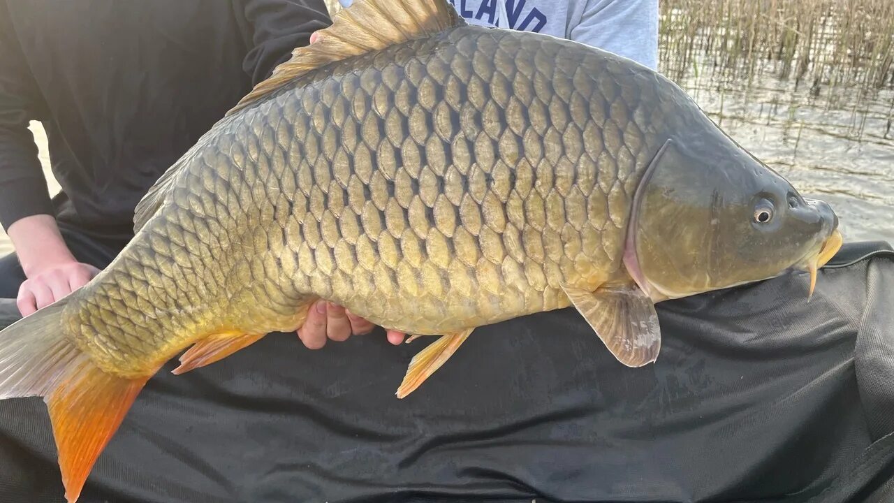 Карп дикий фото They caught a wild carp, how much is it, who knows? 2023 Рыбанутые VK