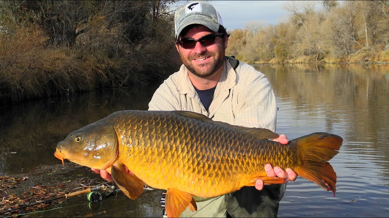 Карп дикий фото Fly Fishing for Carp - Monster Urban Carp On The Fly - Fly Fishing City of Denve