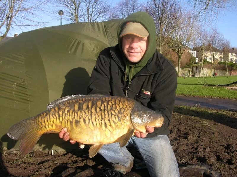 Карп дикий фото carp angling, irish carp, specimen carp, common carp, mirror carp