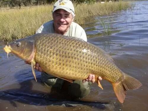 Карп дикий фото #Carp #Carpfishing Carp fishing, Photos of fish, Fish