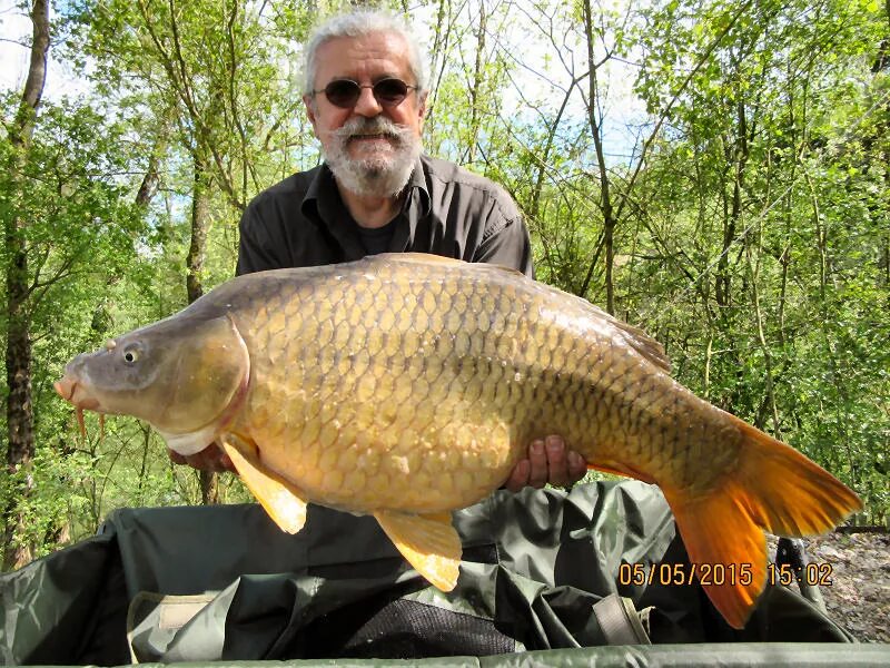 Карп дикий фото Wonderful carps of Wild Carp Lakes fishery in France