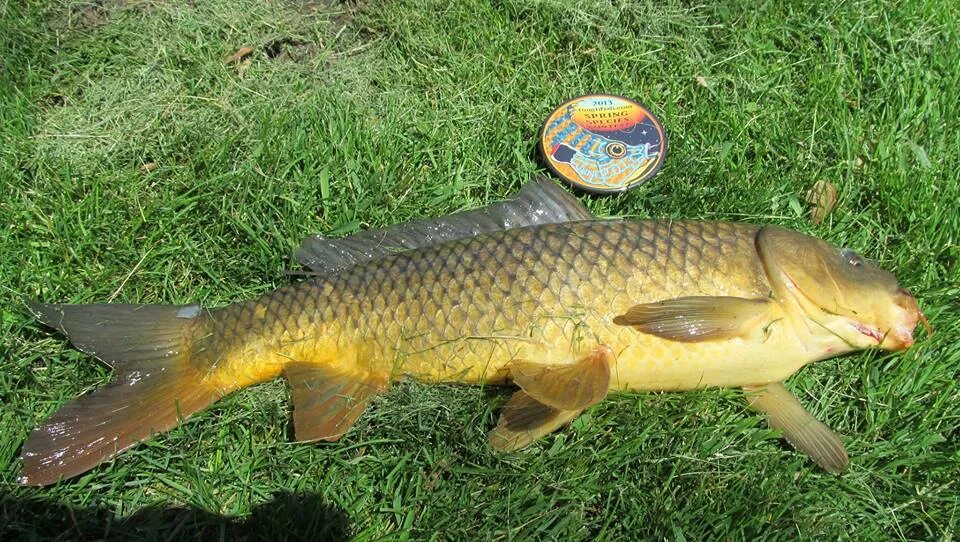 Карп фото рыба Carp, Common roughfish.com