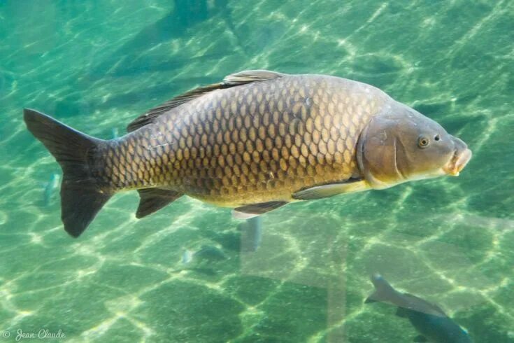 Карп фото рыба Common Carp/Carpe Commune/Cyprinus carpio Common carp, Animal species, Carp