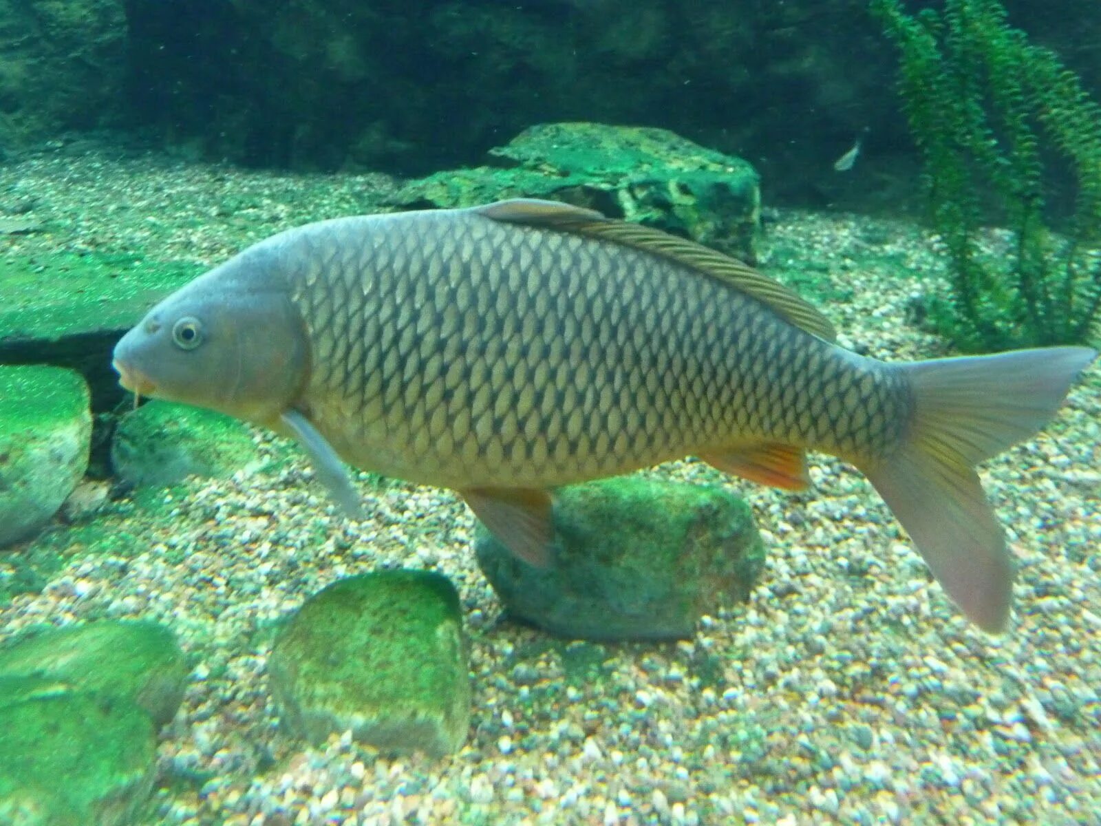 Карп фото рыба Virginia Fishes : Common Carp Common carp, Fish, Carp fishing