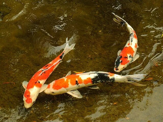 Карп кои на что ловить File:Koi at Japanese Garden - UH Manoa (5674161714-c).jpg - Wikipedia