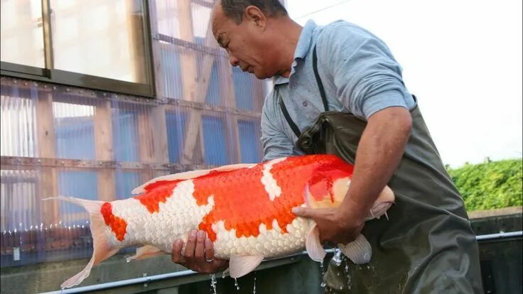 Карп кои на что ловить Inside the secret world of Koi Japan Documentary The secret world, Documentaries