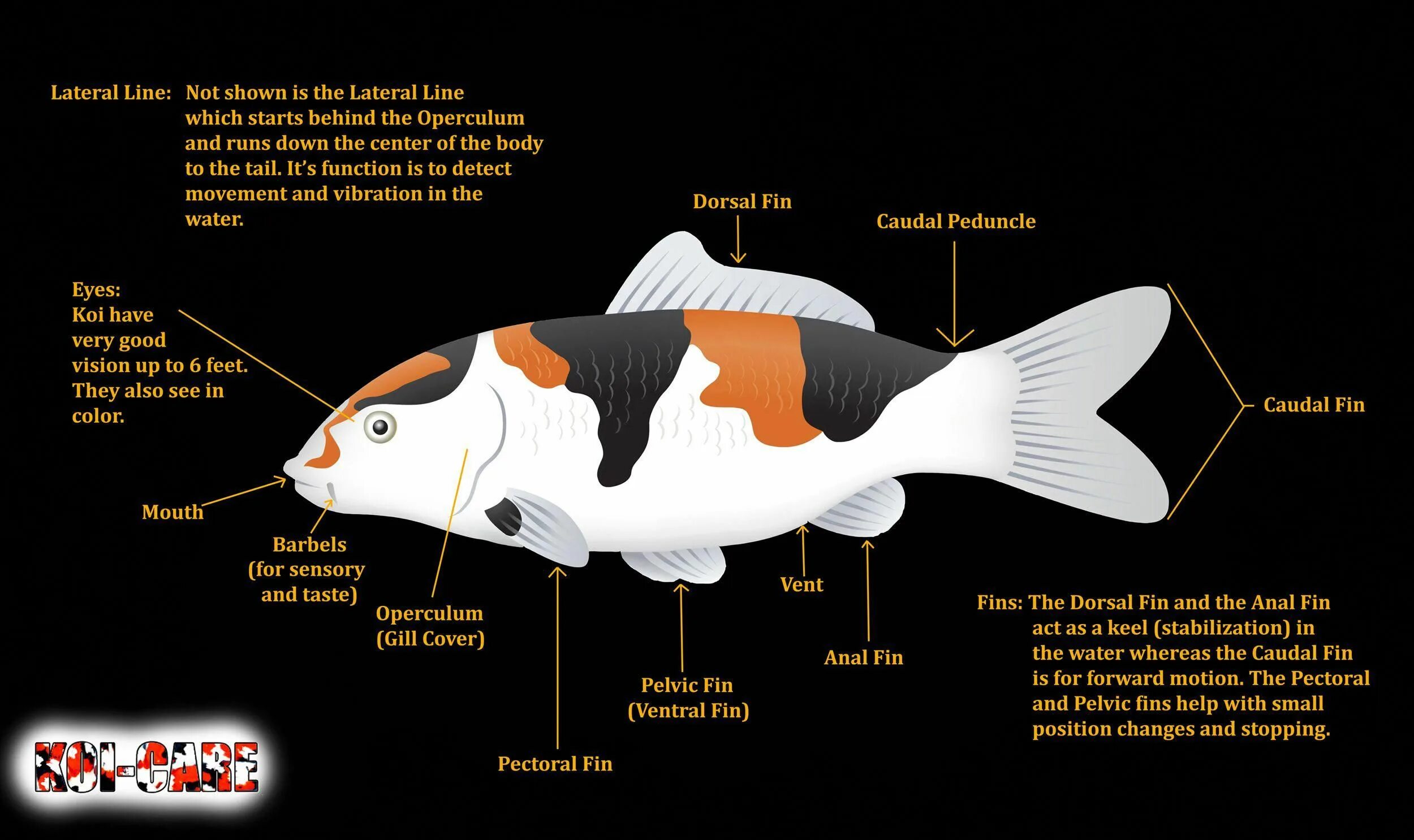 Карп кои на что ловить Koi Fish Skeleton Anatomy Diagram, Koi Fish External Anatomy Diagram #koifishpon