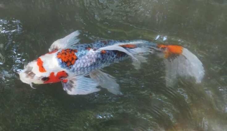 Карп кои на что ловить Koi in Winterthur Garden Koi, Koi painting, Koi fish