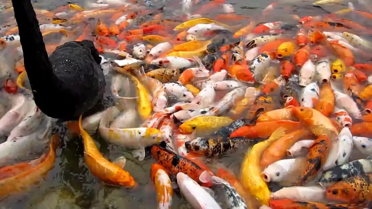 Карп кои на что ловить Koi Fish in China - YouTube