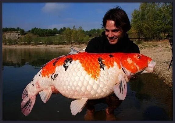 Карп кои на что ловить Given the right environment, koi fish can grow to be quite large as you can see!