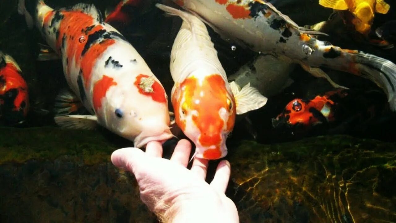 Карп кои на что ловить How to feed foods for Koi Fishs - YouTube