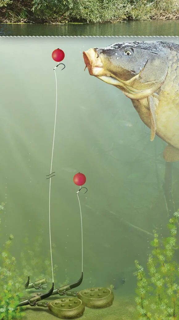 Карп рыбалка оснастка Zig Rig - Lov na umělé napodobeniny přirozené potravy:: Nachytáno.cz Carp fishin