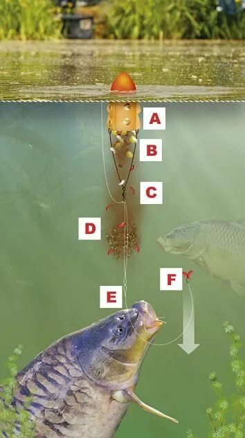 Карп рыбалка оснастка Шаран на плувка - Къде и на какво кълве в момента Рыбалка, Советы для рыболова и