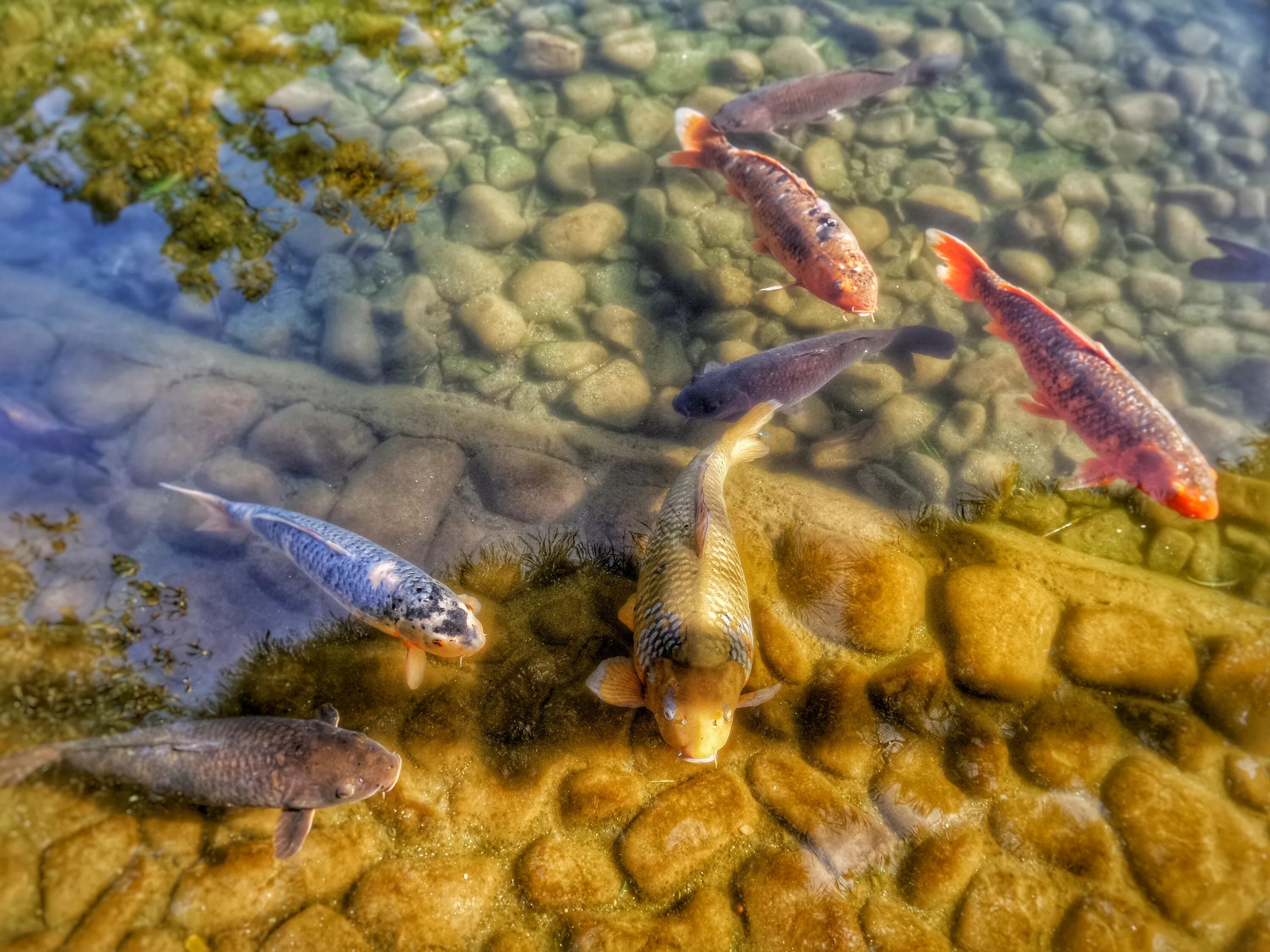 Карп в воде фото Free Images : water, group, pond, wildlife, underwater, garden, fish, japan, fau