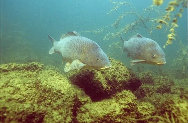 Карп в воде фото the abyssopelagic Common carp, Fishing photography, Underwater fish