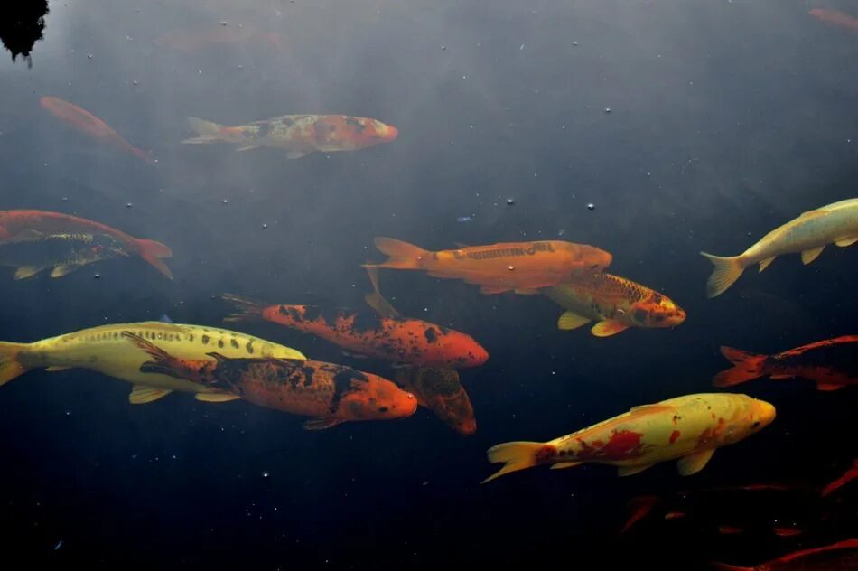 Карп в воде фото Ornamental carps in muddy water free image download