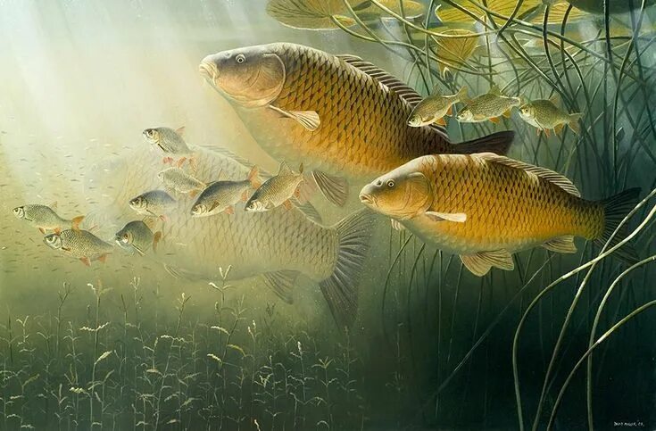 Карп в воде фото Carp and Rudd Fish drawings, Fishing pictures, Fish artwork