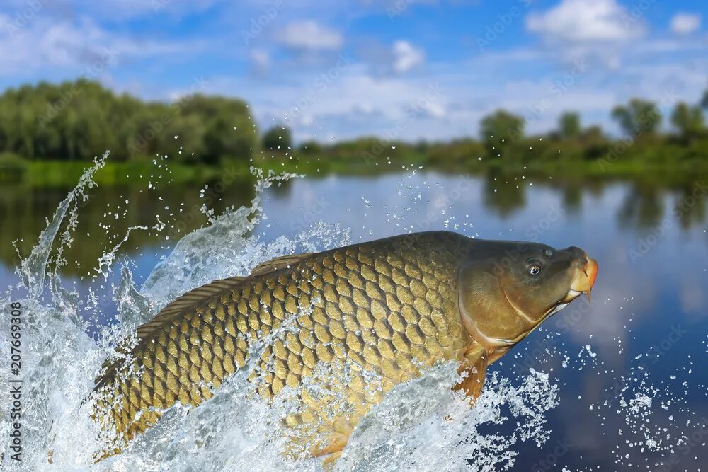 Карп в воде фото Fishing. Big carp fish jumping with splashing in water фотография Stock Adobe St