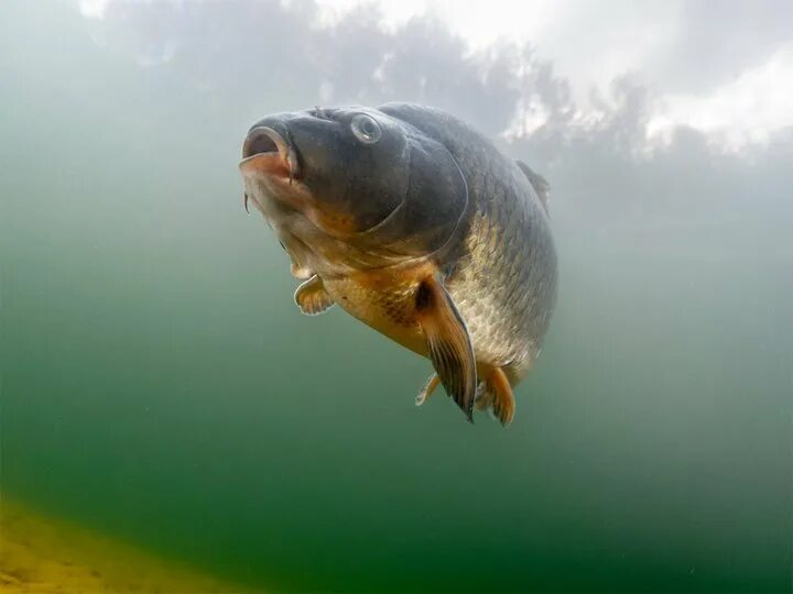 Карп в воде фото Carp Action (Wet Nets) on TV Channels and schedules TV24.co.uk