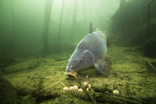 Карп в воде фото Carp Fishing Зображення - огляд 165,310 Стокові фото, векторні зображення й віде