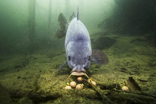 Карп в воде фото Underwater Carp Изображения: просматривайте стоковые фотографии, векторные изобр