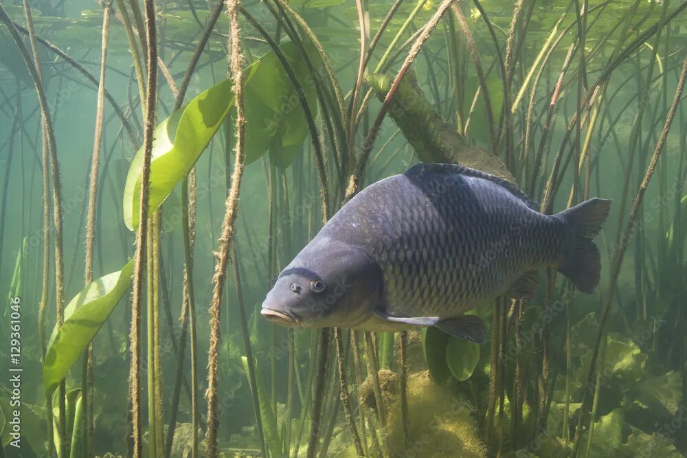 Карп в воде фото Freshwater fish carp (Cyprinus carpio) in the beautiful clean pound. Underwater 