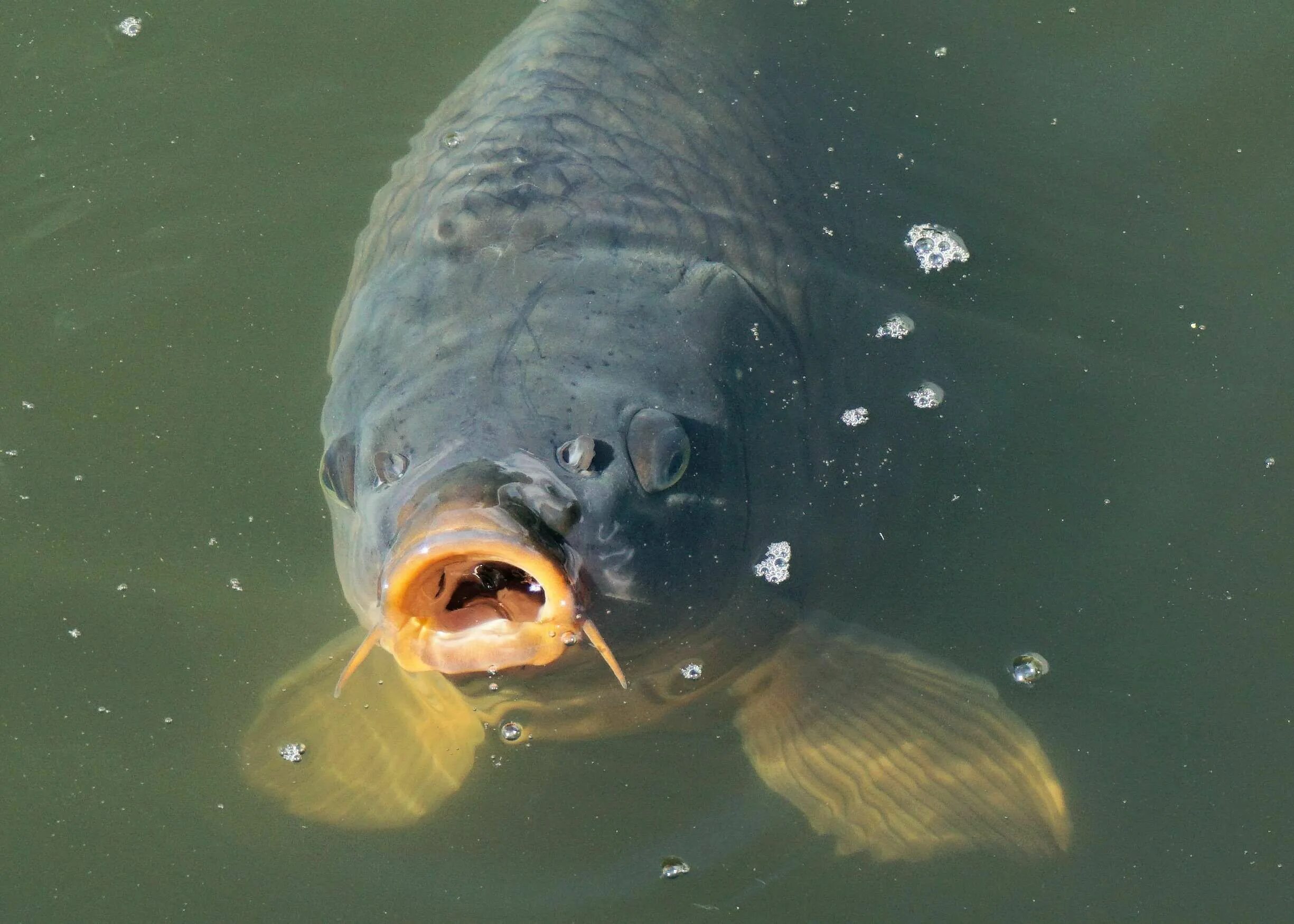 Карп в воде фото #carp #fish #fishing #garden pond #nature #pond #swim #water #water surface Karp