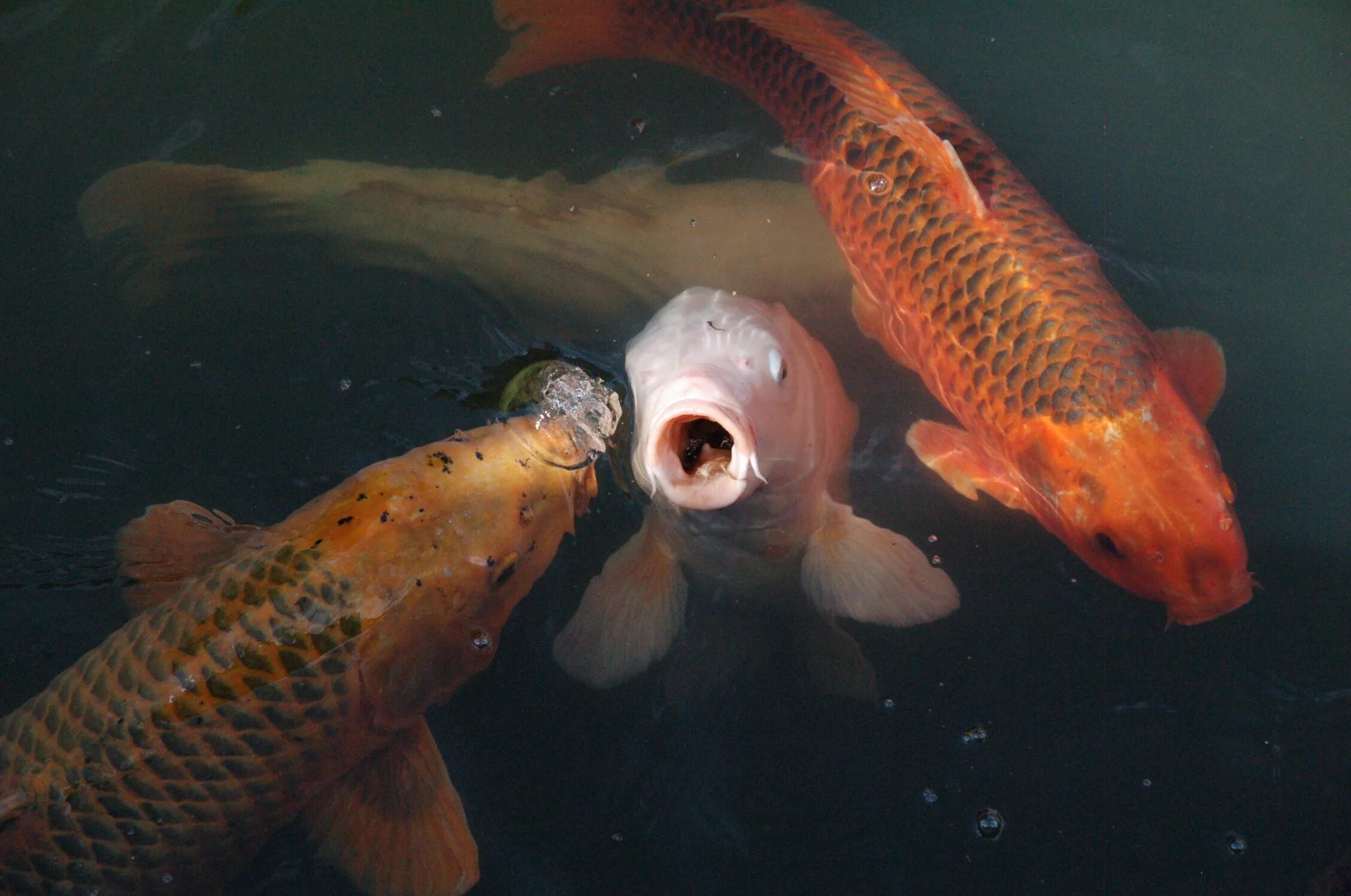 Карп в воде фото Free Images : water, fish, goldfish, mess, koi carp, appear, marine biology 2256