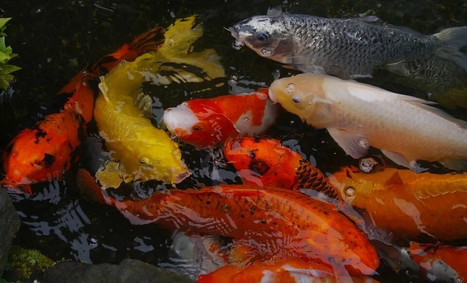 Карп вид фото Aquarium Fish, Colored Carp, Koi, Fish, Breeding, Vivid Koi carp fish, Aquarium 