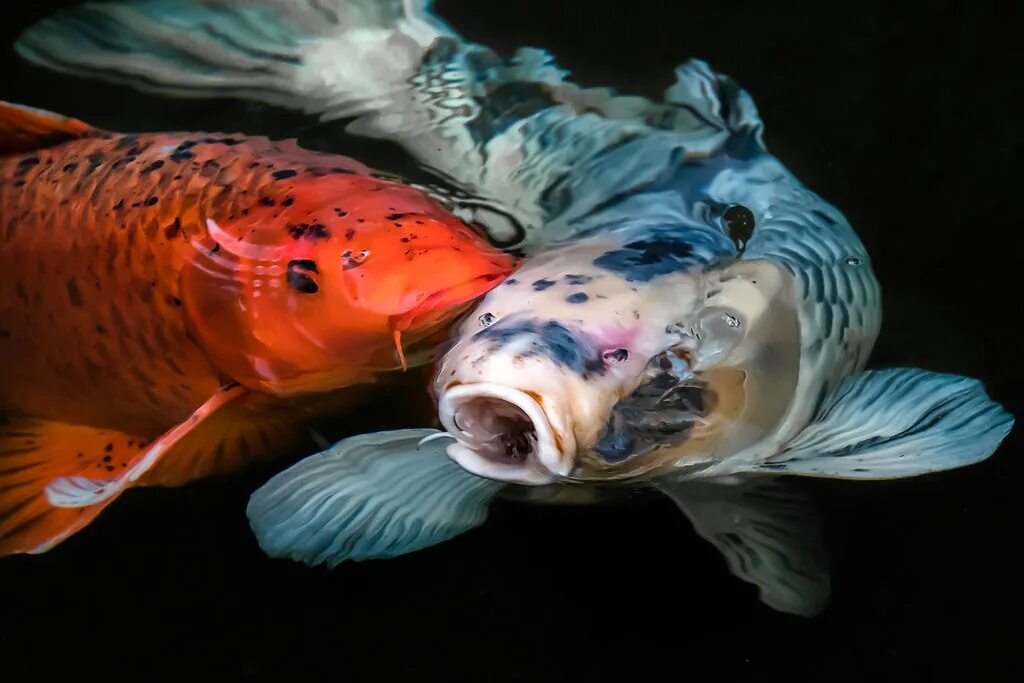 Карп вид фото Colorful Koi Koi fish, a colored varity of Amur carp (Cypr. Flickr