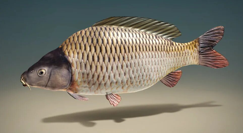 Карп вид фото Common carp - 3D scene - Mozaik Digital Education and Learning