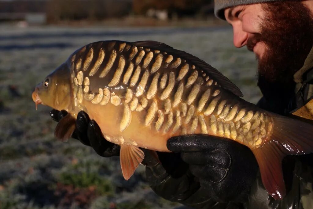 Карп вид фото Виды карпов Секреты рыбной Ryb-fishing.ru Дзен