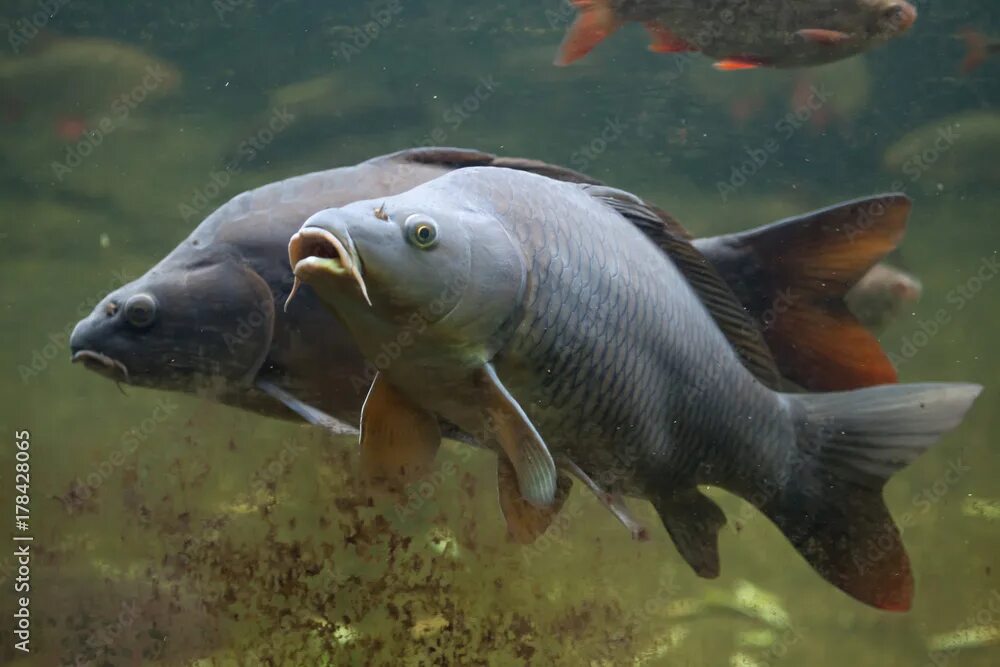 Карп вид фото Wild common carp (Cyprinus carpio) фотография Stock Adobe Stock