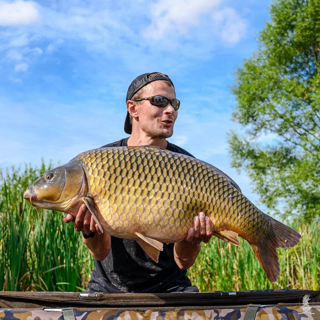 Карп вид фото Common carp 16 730 kg Max Prusakov Flickr