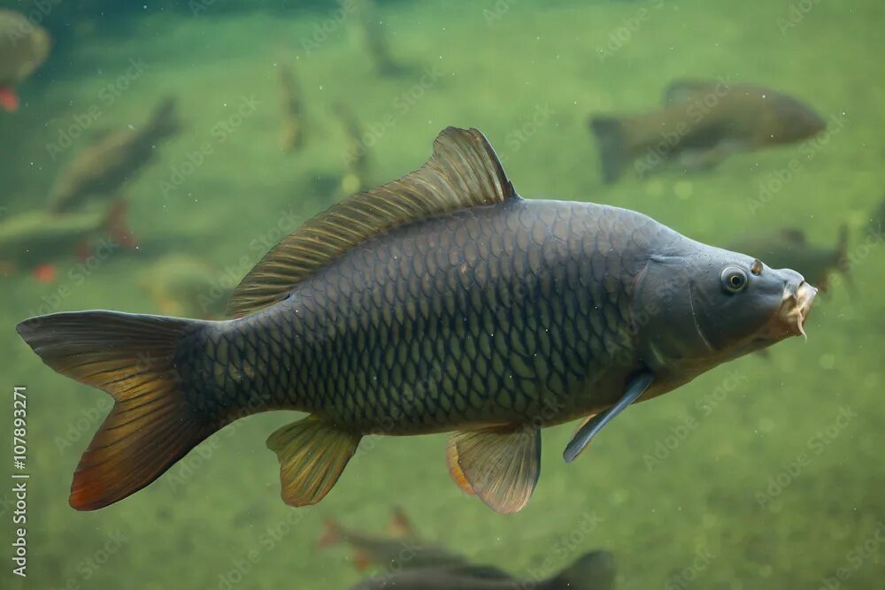 Карп вид фото Wild common carp (Cyprinus carpio). фотография Stock Adobe Stock