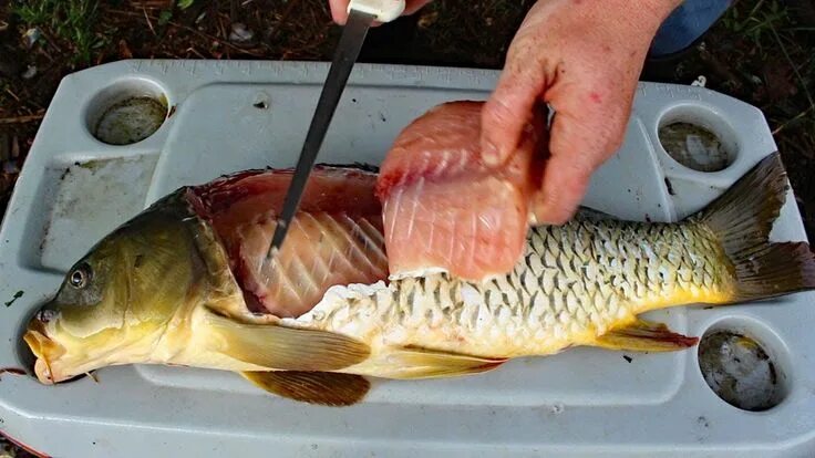 Карп вид фото Catch and Cook Carp - How to cook carp - carp fishing tips & carp recipe. - YouT