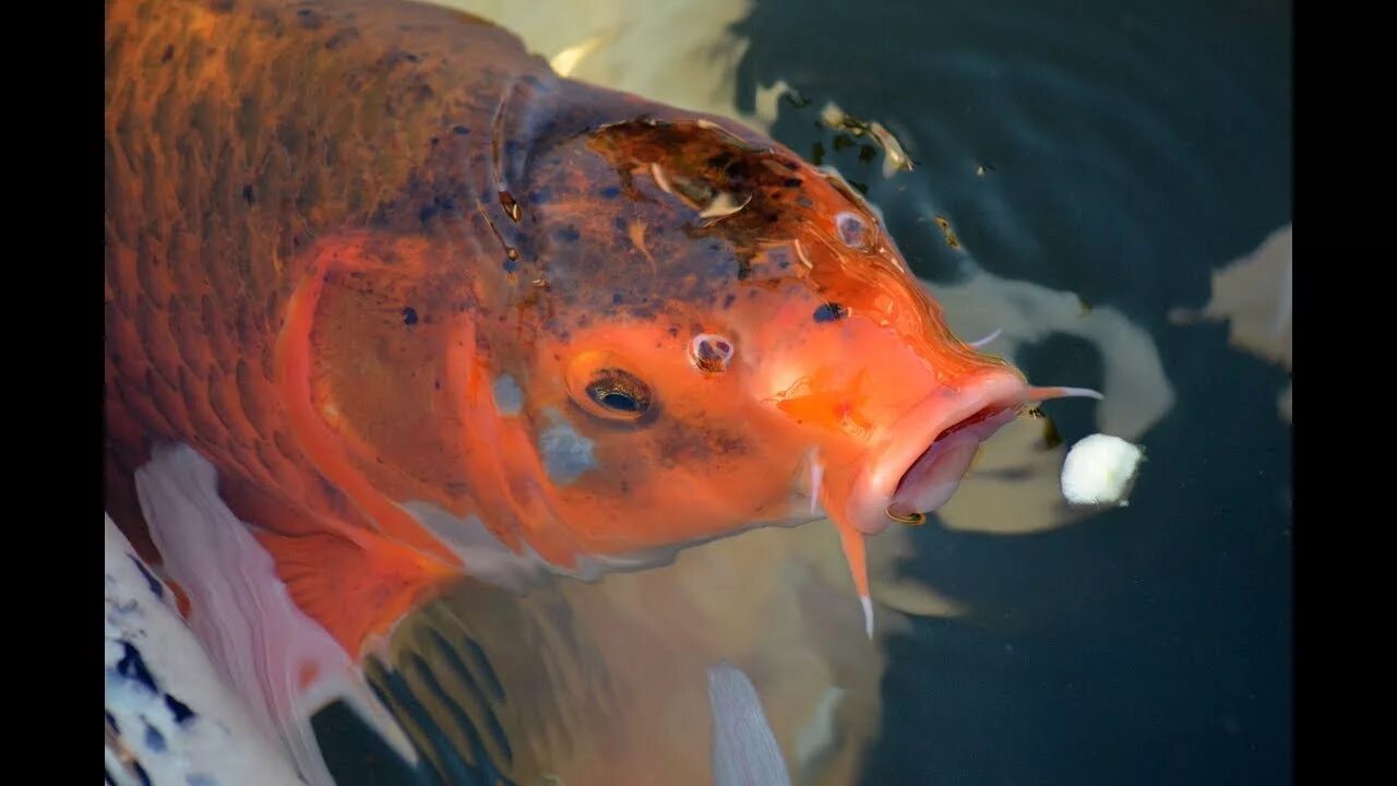 Карп вид фото Nhóc Cho Cá Koi ăn/ Mr LẠCH BẠCH/ Koi fish with children - YouTube