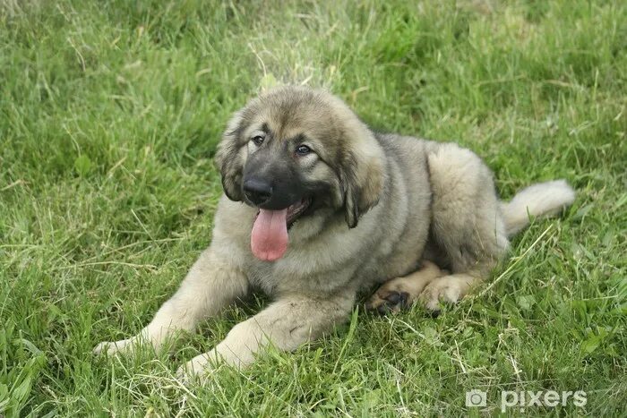 Карпатская овчарка фото baby dog of the carpathian shepherd Sticker * Pixers ® * We live to change