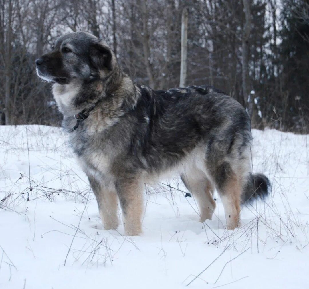 Карпатская овчарка фото Karst-Schäferhund Races de chiens, Chien, Portrait