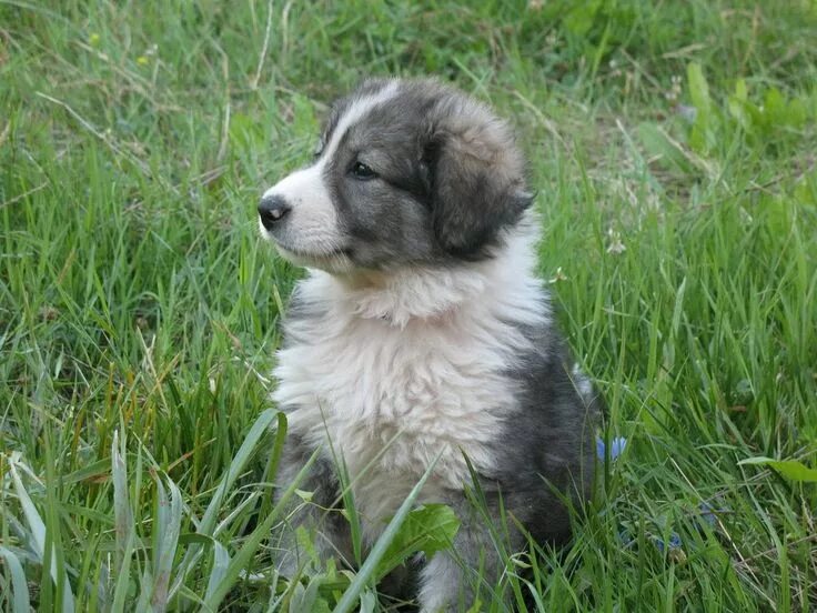 Карпатская овчарка фото Carpathian Shepherd dog in the grass photo Dogs, Dog breeds, Dog names