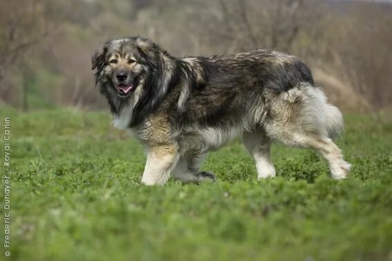 Карпатская овчарка фото Royal Canin - Breed - Romanian Carpathian Shepherd Dog Herding dogs, Puppy dog p