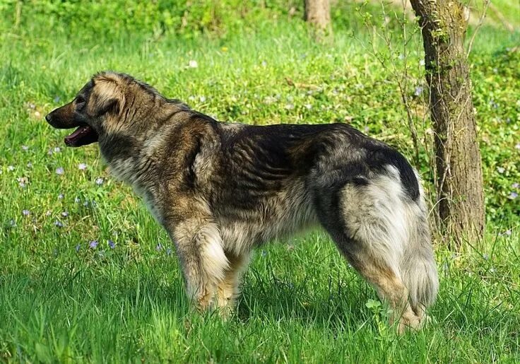 Карпатская овчарка фото Carpathian Shepherd Dog Massive dogs, Livestock guardian dog, Shepherd dog