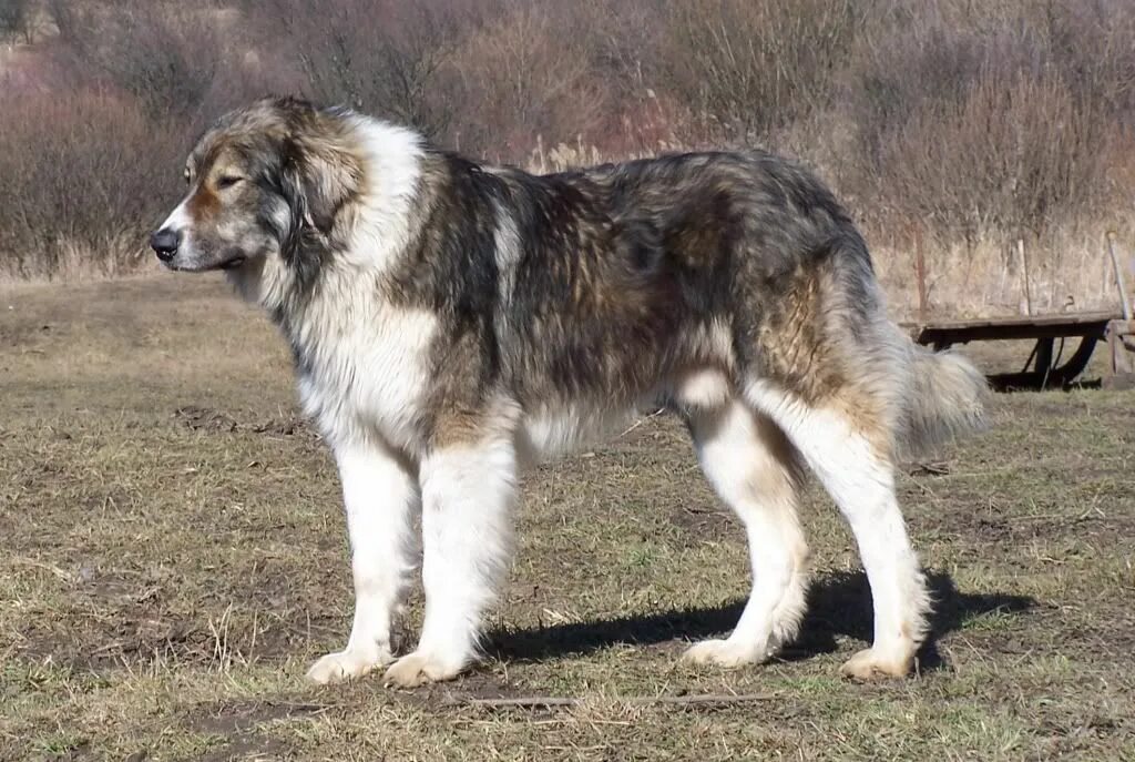 Карпатская овчарка фото Carpathian Shepherd Dog 13 Caucasian shepherd dog, Dog breeds, Livestock guardia