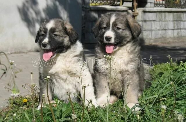 Карпатская овчарка фото Romanian Carpathian Shepherd /Sheepdog (Ciobănesc Românesc Carpatin) Dog Sheep d